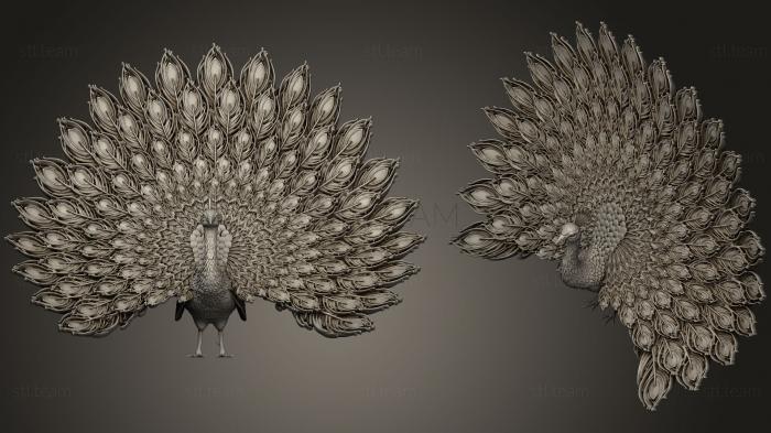 3D model peacock (STL)